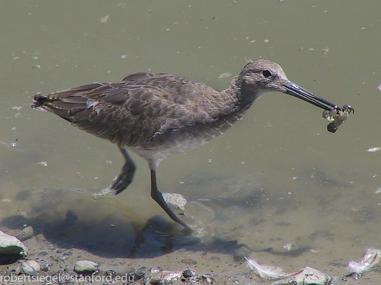 willet